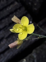 Diplotaxis tenuifolia