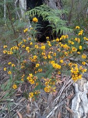 Pultenaea stipularis