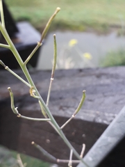 Diplotaxis tenuifolia