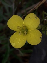 Diplotaxis tenuifolia