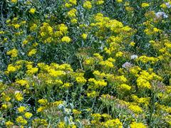 Senecio rosmarinifolius