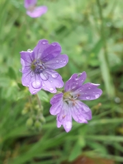 Geranium
