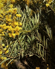 Acacia caesiella