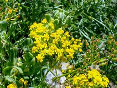 Senecio rosmarinifolius
