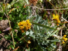 Jacobaea carniolica