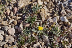 Potentilla morefieldii