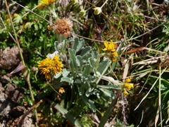 Jacobaea carniolica