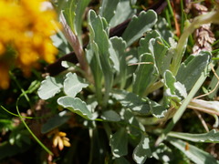 Jacobaea carniolica