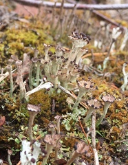 Cladonia gracilis subsp. turbinata image