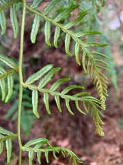 Pteridium esculentum esculentum