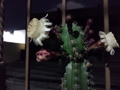 Stenocereus huastecorum