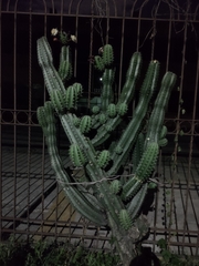 Stenocereus huastecorum