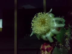 Stenocereus huastecorum