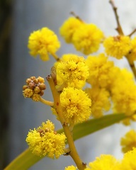 Acacia caesiella