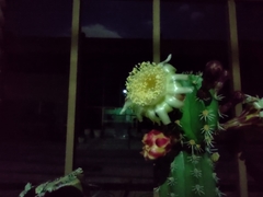 Stenocereus huastecorum