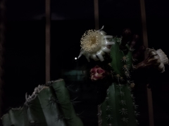 Stenocereus huastecorum