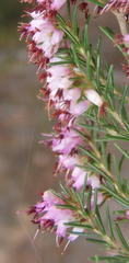 Erica quadrifida