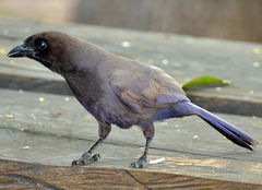 Cyanocorax cyanomelas