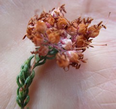Erica petraea