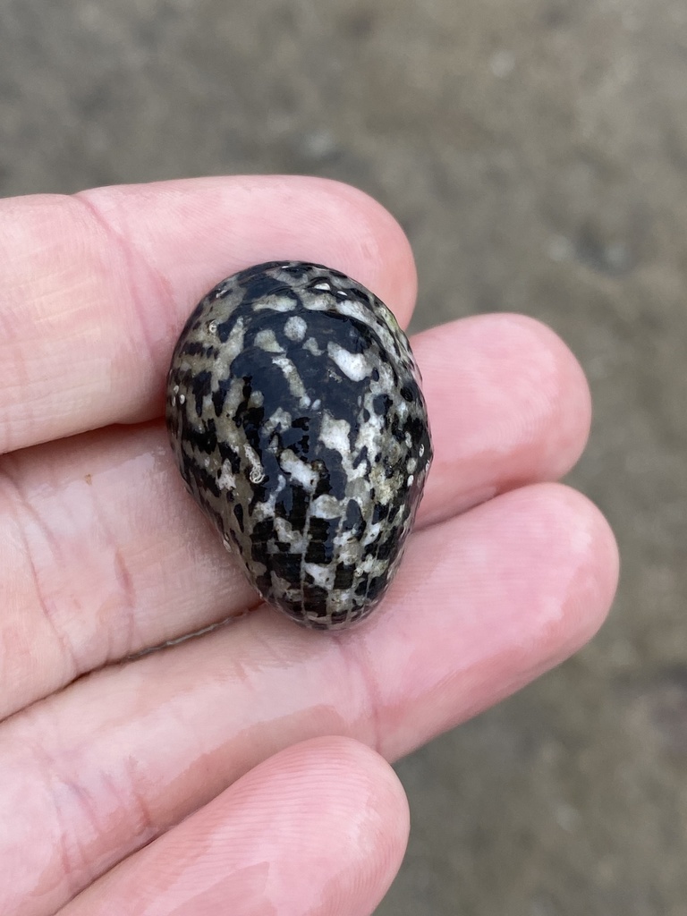 Blotched nerite