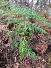 Pteridium esculentum esculentum