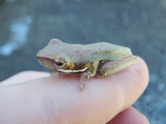 Litoria fallax