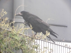 Corvus frugilegus