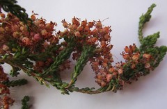 Erica petraea