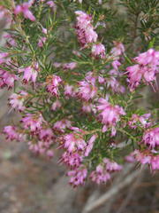 Erica quadrifida