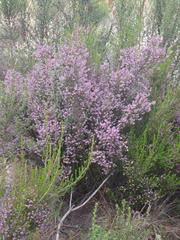 Erica quadrifida