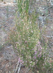 Erica quadrifida