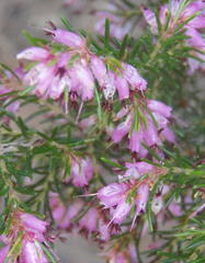 Erica quadrifida