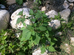 Solanum villosum