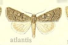 Cryphia atlantis