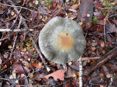 Cortinarius metallicus