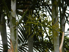 Dypsis lutescens