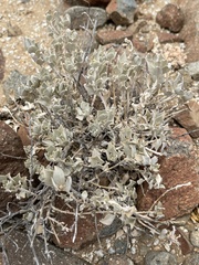 Atriplex barclayana