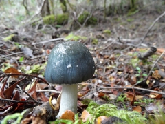 Cortinarius metallicus