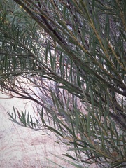 Acacia caesiella