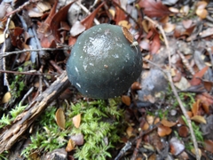 Cortinarius metallicus