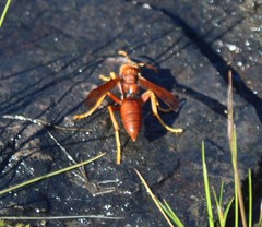 Polistes schach