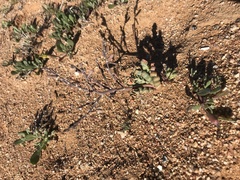 Trachyandra tortilis