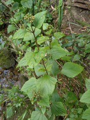 Baeodromus eupatorii