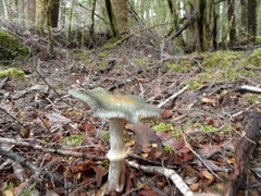 Cortinarius metallicus