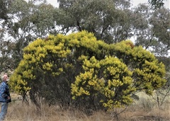 Acacia caesiella