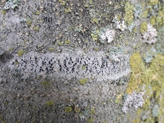 Lecidella elaeochroma