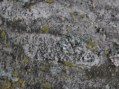 Lecidella elaeochroma