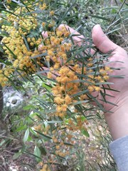 Acacia fimbriata