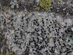 Lecidella elaeochroma