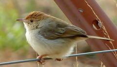 Cisticola fulvicapilla dexter